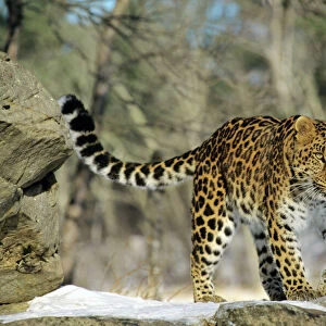 Amur/ Korean Leopard Endangered Species. Winter. 4MR1316