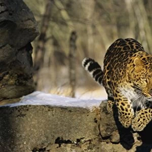 Amur Leopard / Korean Leopard - endangered species 4MR1288
