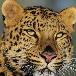 Amur Leopard / Korean Leopard - endangered species 4MR1540
