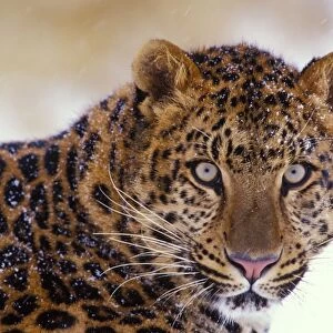 Amur Leopard / Korean Leopard - endangered species 4MR333