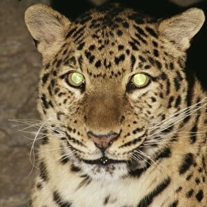 Amur Leopard Reflective eye shine, Endangered