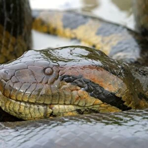 Anaconda - close-up of head Llanos, Venezuela