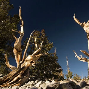 Ancient bristlecone pine trees on Wheeler Peak, Great Basin National Park