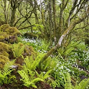 Ancient dwarfed coppice woodland with ferns, at Slieve Carran Oratory, The Burren; Eire