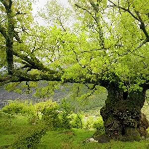 Ancient Lusitanian Oak ( Quercus faginea) pollard, in dehesa, Sierra de Grazalema, Andalucia, South-west Spain