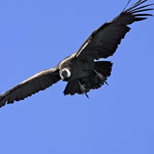 Andean Condor - in flight. Andes of Merida - Pico de Aguila - Venezuela