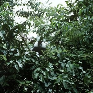 Angolan Black & White Colobus Monkey - Nyungve Forest - Rwanda