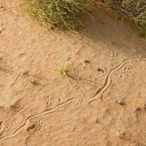 Animal tracks on sand - Abu Dhabi - United Arab Emirates