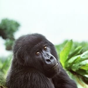 Ape: Mountain Gorilla - Blackmale in sub-alpine zone, Virunga Volcanoes, Rwanda, Africa