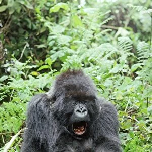 Ape: Mountain Gorilla - female yawning, Virunga Volcanoes, Rwanda, Africa
