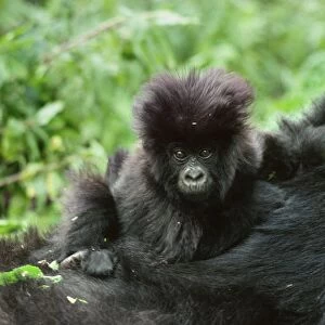 Ape: Mountain Gorilla - infant on mother back, Virunga Volcanoes, Rwanda, Africa