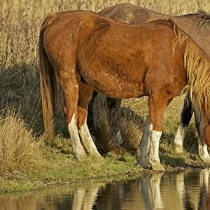 Arab Horses - drinking - UK