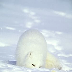 Arctic Fox searches for food, sniffing lemmings and other food under deep snow and then digging it out, on Kara sea shore. Typical in tundra of Taimyr peninsula, North of Siberia, Russian Arctic, winter. Di33. 1032