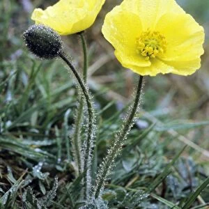 Arctic Poppy flowering in tundra near Dikson, typical plant in Russian Arctic. Summer, August. Di32. 0206