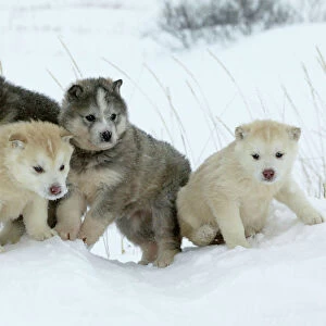 Arctic / Siberian Husky - litter of four puppies in snow. Churchill. Manitoba. Canada