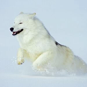 Arctic Wolf / Arctic Gray Wolf running in snow. MW2617
