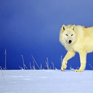 Arctic Wolf / Arctic Gray Wolf in snow. MW2400