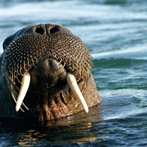 Atlantic / Whiskered Walrus - male emerging from water. Head showing tusks, mouth, nostrils and whiskers North Spitzbergen. Svalbard