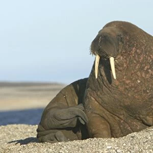Atlantic / Whiskered Walrus - scarred male resting on beach. North Spitzbergen. Svalbard