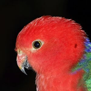 Australian king parrot (Alisterus scapularis) Male Port Douglas, Queensland, Australia Captive specimen