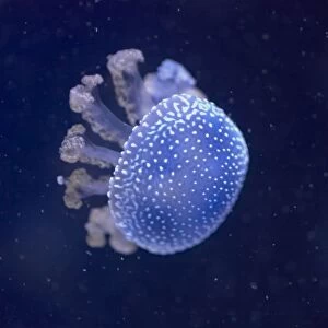Australian Spotted / White-Spotted Jellyfish IN000667