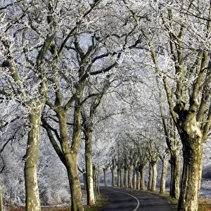 Avenue of Sycamore alongside road covered in frost. Alsace - France