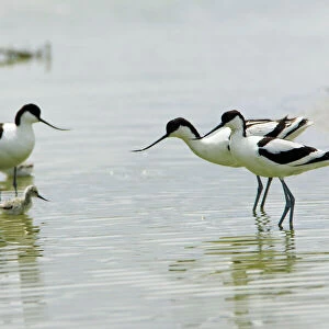 Avocet - 3 adult birds and 1 chick, Texel, Holland