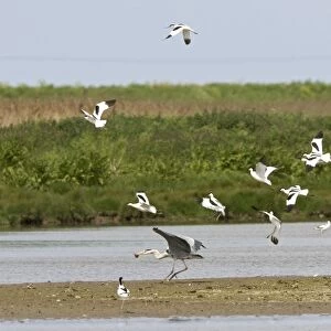 Avocet and Grey Heron, [Ardea cinerea] - Grey heron being mobbed by Avocets with stolen chick - May - North Norfolk