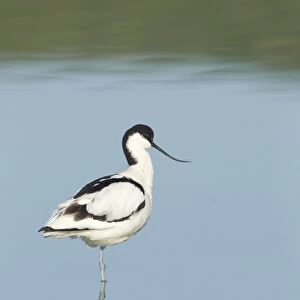 Avocet - standing in shallow water with reflection in early morning sunshine - April - Texel - Netherlands