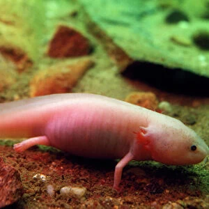 Axolotl - albino specimen