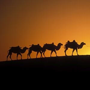 Bactrian Camel Gobi desert, China