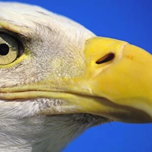 Bald Eagle - Close-up of face