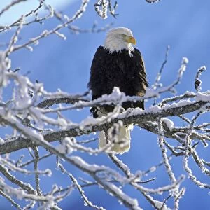 Bald Eagle - perched on tree limb after winter snow. BE1430