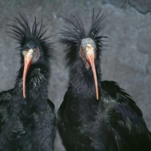 Bald Ibis - endangered species Middle East