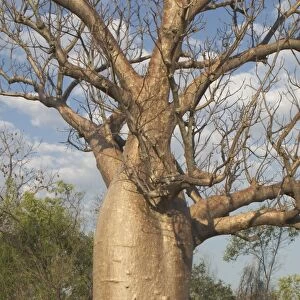 Baobab Tree - Known as Boab Tree in Australia where it is the only species. Named after the explorer A. C. Gregory. All leaves are shed in the dry season. The large white flowers occur in the wet season