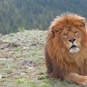 Barbary / Atlas / Nubian Lion. Extinct in wild