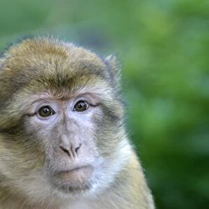Barbary macaque / ape or rock ape - female. Monkey Mountain, Alsace. France. Distribution: Algeria, Morocco, Tunisia and Gibraltar