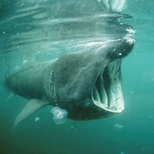 Basking Shark DSE 26 Isle of Man Certorhinus maximus © Douglas David Seifert / ARDEA LONDON