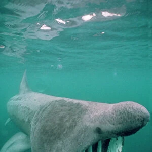 Basking Shark - Isle of Man