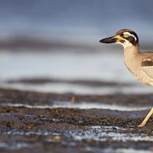Beach Stone-Curlew / Beach Thick-Knee - walking along shoreline near typical habitat of undisturbed open beaches, exposed reefs, mangroves, and tidal sand or mudflats - Queensland - Australia
