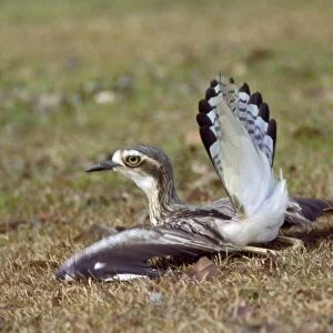 Beach Stone Curlew - distraction display, feigning injury