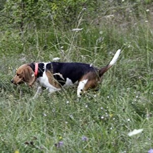 Beagle - hunting the wild boar. France