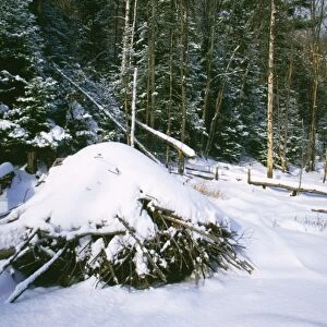 Beaver Lodge - in winter in snow Ontario, Canada