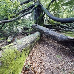 Beech Tree - Ancient Forest in early autumn, Sababurg Ancient Forest NP, Hessen, Germany