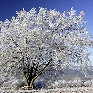 Beech Tree in Winter - Covered with frost and snow in December Meissner Hills, North Hessen, Germany