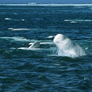 Beluga Whale DOC 155 Canadian arctic Delphinapterus leucas © Doc White / ARDEA LONDON
