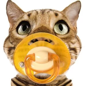 Bengal Brown Spotted Cat - with dummy in mouth. Fish-eye