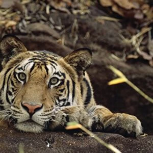 Bengal / Indian Tiger - on the black rock Bandhavgarh National Park, India