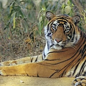 Bengal / Indian Tiger - male. Ranthambhor National Park - India