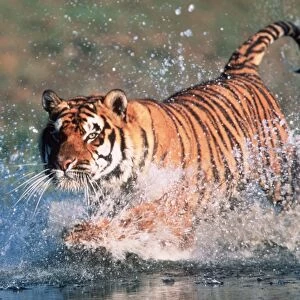 Bengal / Indian TIGER - running through water